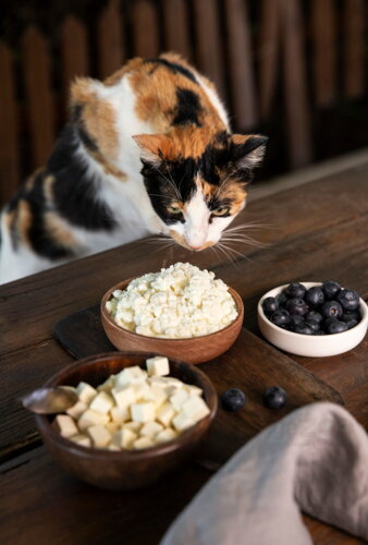 Pre mačky je ľudská strava nevhodná, pretože obsahuje soli, koreniny či potraviny, ktoré sú pre mačky nevhodné až škodlivé