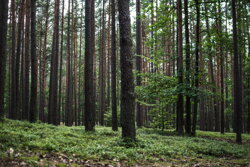 šetríme lesy, ekologický prístup, stromy v lese ktoré chceme ušetriť