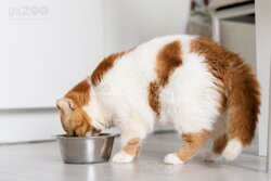 kŕmiaca sa mačka, mačka s jedlom, krmivo pre mačky, miska s krmivom, mačacia večera, potrava pre mačku