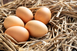 násadové vajcia, správny výber vajec na liahnutie
