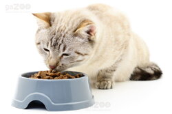 mačka žerie granule, kŕmenie mačky, kvalitná strava pre mačky