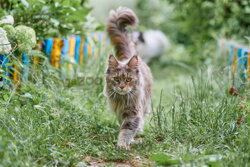 maine coon cat, mainská mývalia, obľúbená rasa mačky