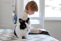 zakrslý králik, králik v byte, domáci miláčik, zajac pre deti, dieťa a králik