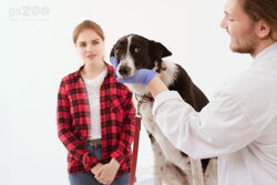 alerigia u psa, intolerancia psa, veterinárne vyšetrenie