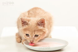 mačka pije mlieko, mlieko pre mačky bez laktózy