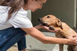 záchrana psa, adopcia psíka z útulku