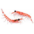 DROMY Krill pure 500 g