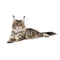 Royal Canin Maine Coon Adult granule pre dospelé mainské mývalie mačky 0,4 kg