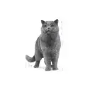 Royal Canin Adult British Shorthair Cat 0,4 kg