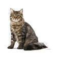 Royal Canin Cat Urinary Care