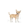 Royal Canin Chihuahua Adult 500 g