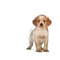 Royal Canin Medium Puppy