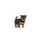 Royal Canin Yorkshire Terrier Puppy