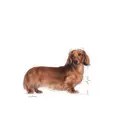Royal Canin Dachshund Adult 1,5 kg