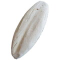 Sépiová kosť bez držiaka 10cm 1ks