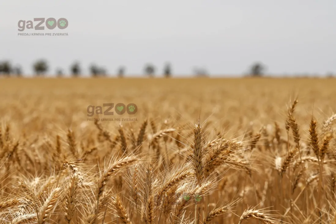 Grain free krmivo - čo to znamená?