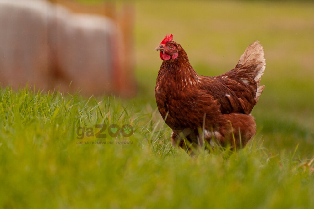 Začíname s chovom sliepok