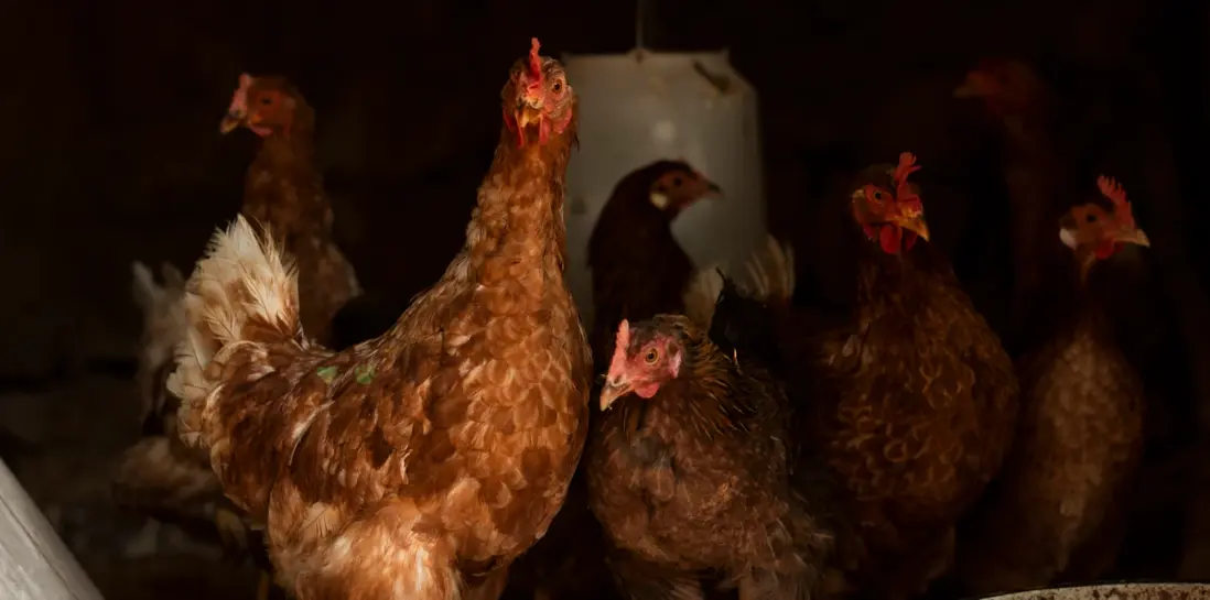 Pivovarské kvasnice ako doplnok stravy pre nosnice