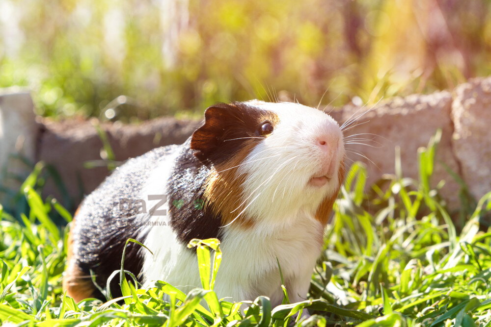 Život s morským prasiatkom