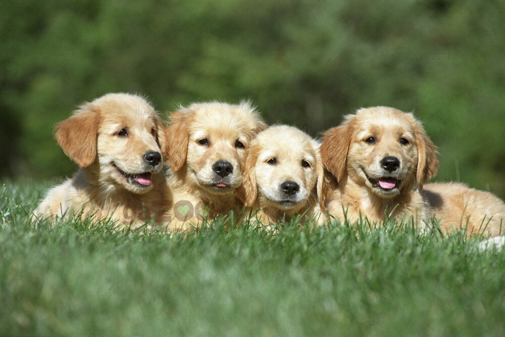 Aký je rozdiel v konzervách pre šteňatá a dospelé psy