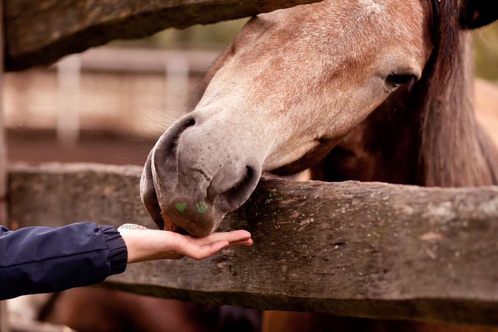 Kŕmne suroviny v kŕmení koňa, časť 2.