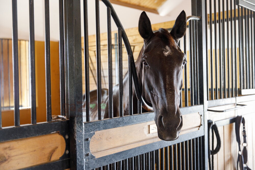 Kŕmne suroviny v kŕmení koňa, časť 1.