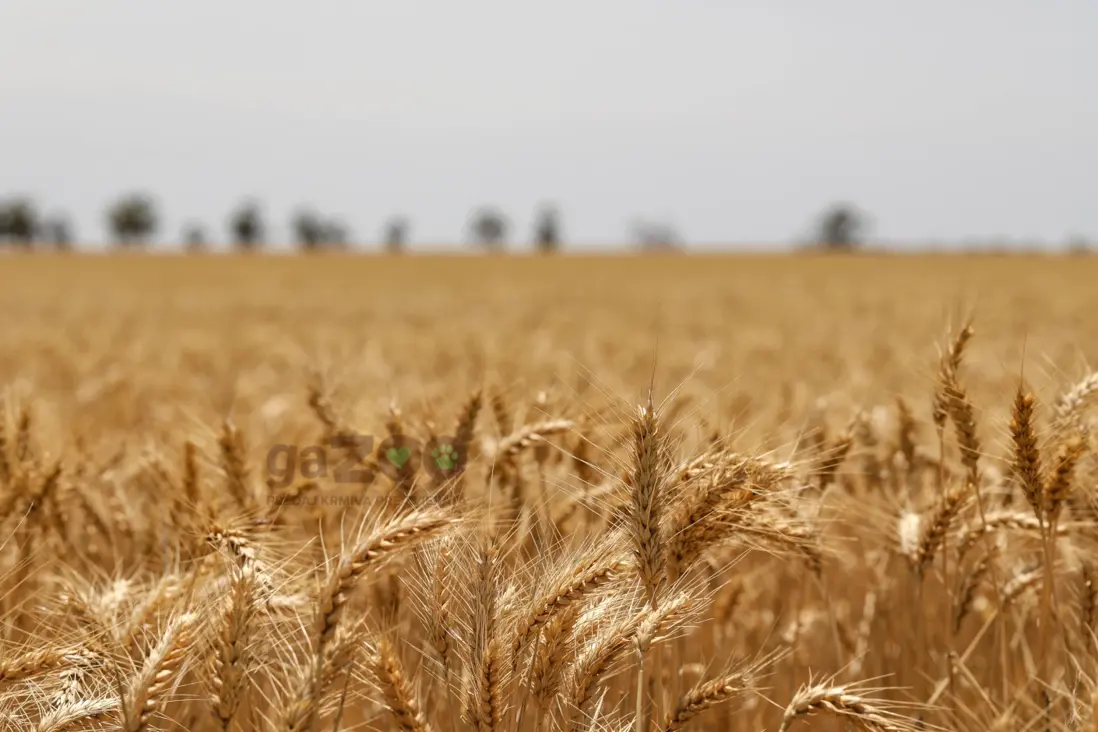 Grain free krmivo - čo to znamená?