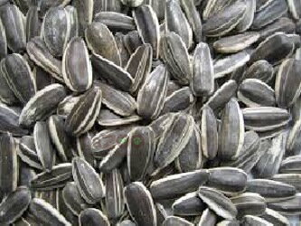 Slnečnica pásikavá veľká