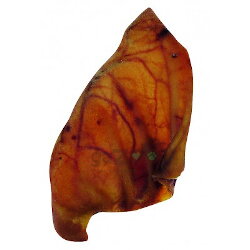 Bravčové ucho XXL 20-25cm