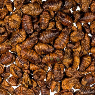 Priadka morušová 500g