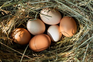 Liahnutie hydiny, výber a uchovávanie násadových vajec