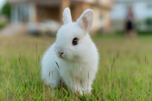 Čo by ste mali vedieť, pred kúpou zakrslého králika?
