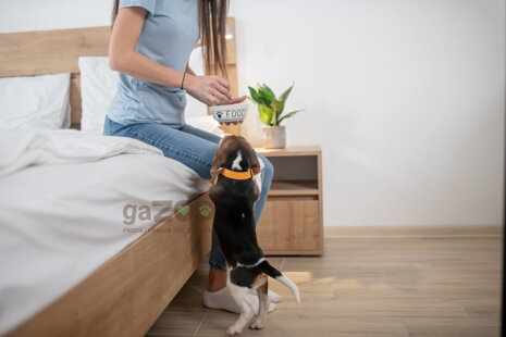 Viete ako správne kŕmiť šteňa?