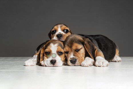 Ako si vybrať svojho prvého psieho spoločníka