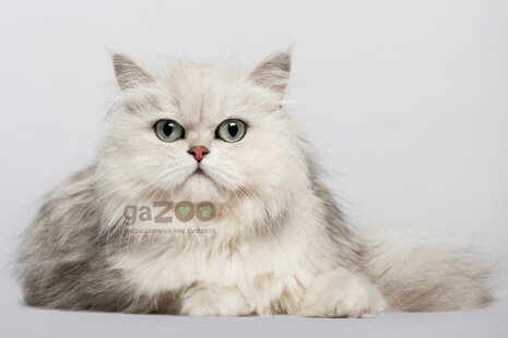 Ako si správne vybrať mačku?