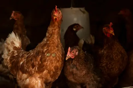 Pivovarské kvasnice ako doplnok stravy pre nosnice