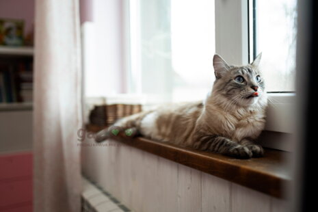 Bezoáre, súčasť mačacieho života