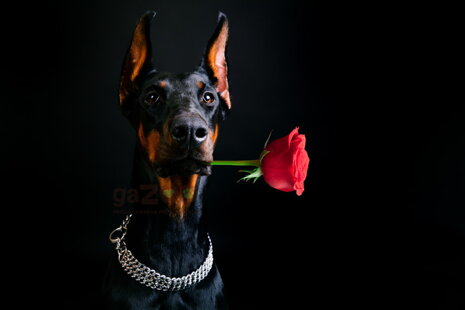 Najbežnejšie rasy psov, základné potreby a kŕmenie!