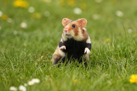 Chcem škrečka a hotovo!