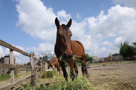 Základné kŕmne suroviny pre kone