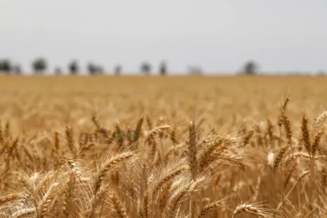 Grain free krmivo - čo to znamená?