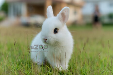 Čo by ste mali vedieť, pred kúpou zakrslého králika?