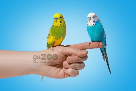 Chováme andulky - povaha