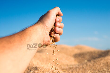 Obilniny v krmivách pre psov